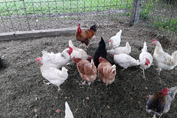 Die Hühner sorgen für das frische Frühstücksei